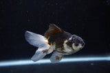 Juvenile Thai Oranda  Panda 3.5 Inch (ID#1217To12c-78) Free2Day SHIPPING