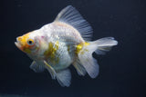 Ryukin  Calico 4.5 Inch (ID#1015Ry7a-3) Free2Day SHIPPING