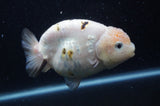 Milk Cow Ranchu  Calico 4.5 Inch (ID#408R10c-103) Free2Day SHIPPING