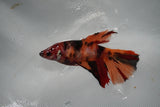 Nemo Koi Galaxy  Halfmoon Female Betta (ID#801-F508) Free2Day SHIPPING