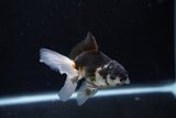 Juvenile Thai Oranda  Panda 3.5 Inch (ID#1217To12c-78) Free2Day SHIPPING