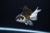 Juvenile Thai Oranda  Panda 3.5 Inch (ID#1217To12c-78) Free2Day SHIPPING