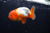 Juvenile Lionchu  Red White 3.5 Inch (ID#304R11b-17) Free2Day SHIPPING