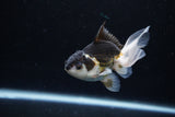 Juvenile Thai Oranda  Panda 3.5 Inch (ID#1217To12c-78) Free2Day SHIPPING