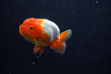 Juvenile Lionchu  Red White 3.5 Inch (ID#304R11b-17) Free2Day SHIPPING