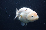 Milk Cow Ranchu  Calico 4.5 Inch (ID#408R10c-103) Free2Day SHIPPING