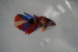 Nemo Koi Galaxy  Halfmoon Female Betta (ID#801-F509) Free2Day SHIPPING