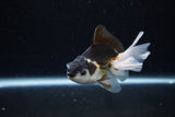 Juvenile Thai Oranda  Panda 3.5 Inch (ID#1217To12c-78) Free2Day SHIPPING