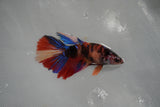 Nemo Koi Galaxy  Halfmoon Female Betta (ID#801-F509) Free2Day SHIPPING