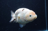 Milk Cow Ranchu  Calico 4.5 Inch (ID#408R10c-103) Free2Day SHIPPING