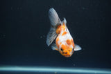 Ryukin  Calico 3.5 Inch (ID#1015Ry7a-4) Free2Day SHIPPING