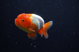 Juvenile Lionchu  Red White 3.5 Inch (ID#304R11b-17) Free2Day SHIPPING