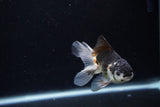 Juvenile Thai Oranda  Panda 3.5 Inch (ID#1217To12c-78) Free2Day SHIPPING