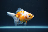 Ryukin  Calico 3.5 Inch (ID#1015Ry7a-4) Free2Day SHIPPING