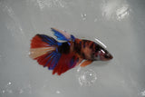 Nemo Koi Galaxy  Halfmoon Female Betta (ID#801-F509) Free2Day SHIPPING