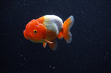 Juvenile Lionchu  Red White 3.5 Inch (ID#304R11b-17) Free2Day SHIPPING