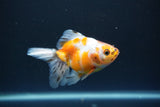 Ryukin  Calico 3.5 Inch (ID#1015Ry7a-4) Free2Day SHIPPING