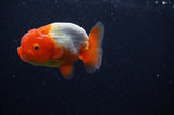 Juvenile Lionchu  Red White 3.5 Inch (ID#304R11b-17) Free2Day SHIPPING