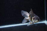 Juvenile Thai Oranda  Panda 3.5 Inch (ID#1217To12c-78) Free2Day SHIPPING