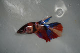 Nemo Koi Galaxy  Halfmoon Female Betta (ID#801-F509) Free2Day SHIPPING