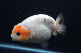 Milk Cow Ranchu  Calico 4.5 Inch (ID#408R10c-103) Free2Day SHIPPING