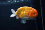 Ranchu  Sakura 4 Inch (ID#218R1c-47) Free2Day SHIPPING