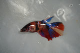 Nemo Koi Galaxy  Halfmoon Female Betta (ID#801-F509) Free2Day SHIPPING