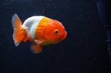 Juvenile Lionchu  Red White 3.5 Inch (ID#304R11b-17) Free2Day SHIPPING