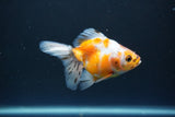 Ryukin  Calico 3.5 Inch (ID#1015Ry7a-4) Free2Day SHIPPING