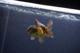 Baby Thai Oranda  Red Black 3 Inch (ID#1105ToPTA-25) Free2Day SHIPPING