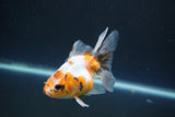 Ryukin  Calico 3.5 Inch (ID#1015Ry7a-4) Free2Day SHIPPING