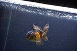 Baby Thai Oranda  Red Black 3 Inch (ID#1105ToPTA-25) Free2Day SHIPPING