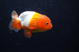 Juvenile Lionchu  Red White 3.5 Inch (ID#304R11b-17) Free2Day SHIPPING