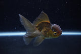 Juvenile Thai Oranda  Bronze 3.5 Inch (ID#1217To12c-79) Free2Day SHIPPING