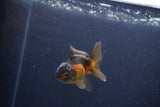 Baby Thai Oranda  Red Black 3 Inch (ID#1105ToPTA-25) Free2Day SHIPPING