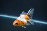 Ryukin  Calico 3.5 Inch (ID#1015Ry7a-4) Free2Day SHIPPING