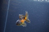 Baby Thai Oranda  Red Black 3 Inch (ID#1105ToPTA-25) Free2Day SHIPPING