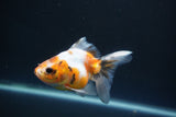 Ryukin  Calico 3.5 Inch (ID#1015Ry7a-4) Free2Day SHIPPING