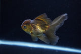 Juvenile Thai Oranda  Bronze 3.5 Inch (ID#1217To12c-79) Free2Day SHIPPING