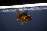 Baby Thai Oranda  Red Black 3 Inch (ID#1105ToPTA-25) Free2Day SHIPPING