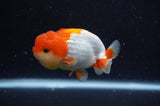 Juvenile Lionchu  Red White 3 Inch (ID#304R11a-18) Free2Day SHIPPING