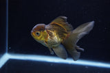 Juvenile Thai Oranda  Bronze 3.5 Inch (ID#1217To12c-79) Free2Day SHIPPING