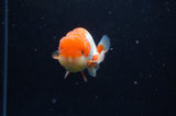 Juvenile Lionchu  Red White 3 Inch (ID#304R11a-18) Free2Day SHIPPING