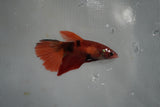 Nemo Koi Galaxy  Halfmoon Female Betta (ID#801-F510) Free2Day SHIPPING