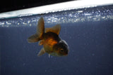 Baby Thai Oranda  Red Black 3 Inch (ID#1105ToPTA-25) Free2Day SHIPPING