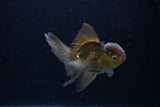 Juvenile Thai Oranda  Bronze 3.5 Inch (ID#1217To12c-79) Free2Day SHIPPING