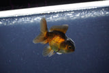 Baby Thai Oranda  Red Black 3 Inch (ID#1105ToPTA-25) Free2Day SHIPPING