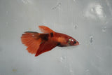 Nemo Koi Galaxy  Halfmoon Female Betta (ID#801-F510) Free2Day SHIPPING