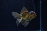 Juvenile Thai Oranda  Bronze 3.5 Inch (ID#1217To12c-79) Free2Day SHIPPING