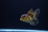 Juvenile Thai Oranda  Bronze 3.5 Inch (ID#1217To12c-79) Free2Day SHIPPING